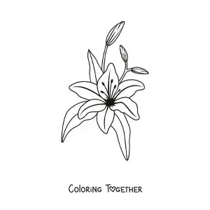 Coloring page of a lily with leaves