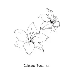 Coloring page of two large lilies