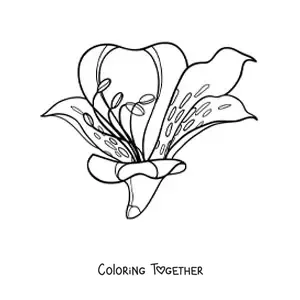 Coloring page of a large lily