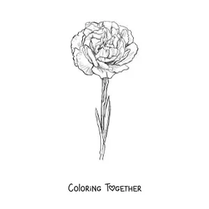 Coloring page of a realistic carnation