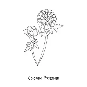 Coloring page of two carnations with leaves