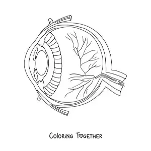Coloring page of a cross section of a human eye showing its different parts