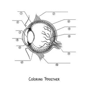 Coloring page of a cross section of a human eye with arrows pointing to its different parts