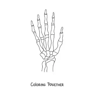 Coloring page of the bones of the hand