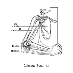 Coloring page of the parts of the arm