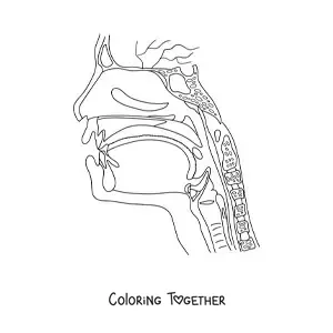 Coloring page of a cross-section of the head showing the anatomy of the throat and nose