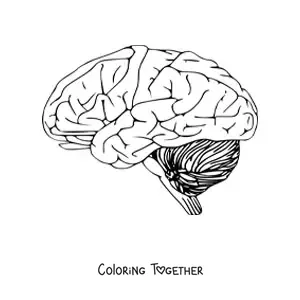 Coloring page of a brain seen from the side