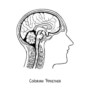 Coloring page of a cross-section of the brain showing its anatomy and its parts