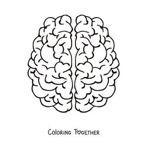 Coloring page of the two cerebral hemispheres seen from above