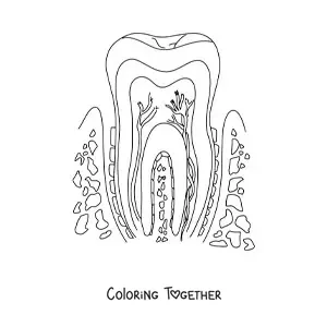 Coloring page of a cross-section of a tooth, showing its structure and its parts
