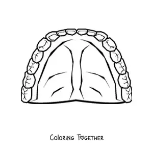 Coloring page of a human set of teeth