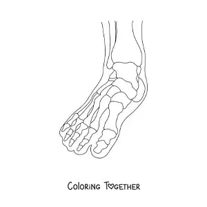 Coloring page of an x-ray showing the bones of the foot
