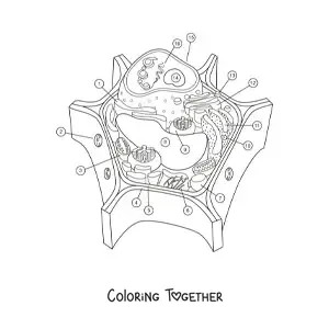 Coloring page of the structure of a plant cell