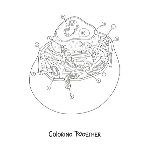 Coloring page of the structure of an animal cell