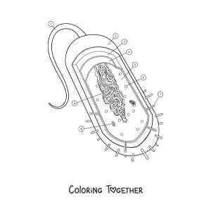 Coloring page of the structure of a prokaryotic cell