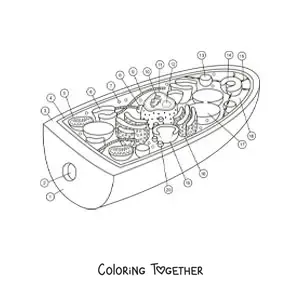 Coloring page of the structure of a fungal cell