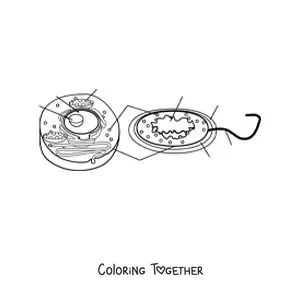 Coloring page of the parts of the eukaryotic and prokaryotic cell