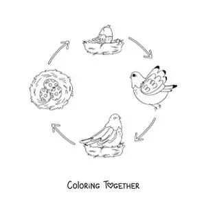 Coloring page of the life cycle of birds illustrated with a dove