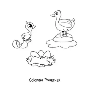 Coloring page of the life cycle of birds illustrated with a duck