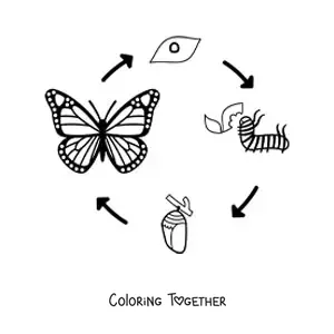 Coloring page of the life cycle of a butterfly