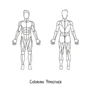 Coloring page of the human muscular system