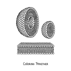 Coloring page of liposome and micelle structures