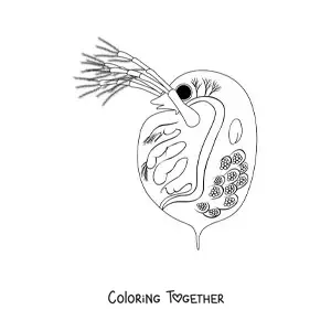 Coloring page of a daphnia
