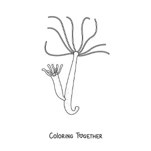 Coloring page of a freshwater hydra