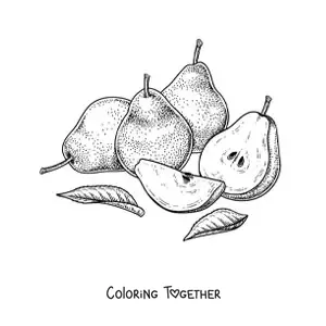 Coloring page of four sliced pears