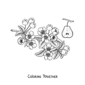 Coloring page of pear tree branches with flowers and a pear
