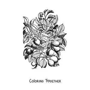 Coloring page of pear tree branches
