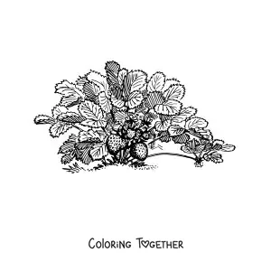 Coloring page of a wild strawberry bush