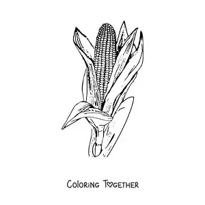 Coloring page of a realistic corn cob with leaves