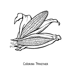 Coloring page of two realistic corn cobs