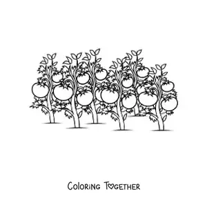 Coloring page of a tomato plantation