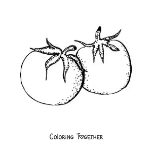 Coloring page of two realistic tomatoes