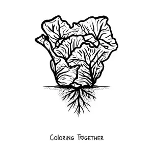 Coloring page of a realistic lettuce plant