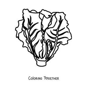 Coloring page of a romaine lettuce