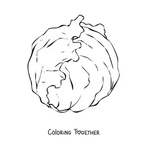 Coloring page of an iceberg lettuce