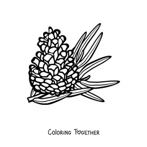 Coloring page of a pine nut with a pine leaf