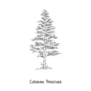 Coloring page of a realistic pine tree