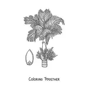 Coloring page of a betel palm