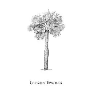 Coloring page of a hat palm