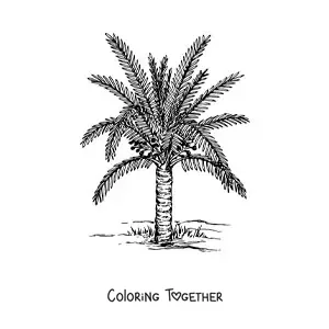 Coloring page of a sago palm