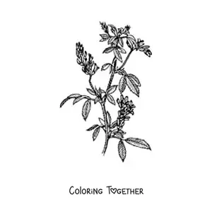 Coloring page of a realistic alfalfa bush