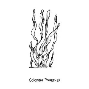 Coloring page of realistic seaweed