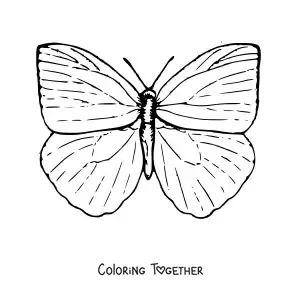Coloring page of a butterfly with open wings