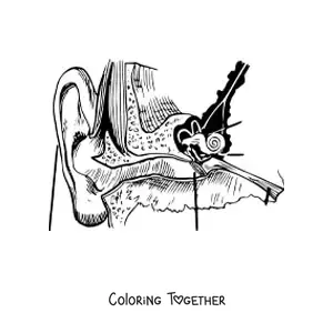 Coloring page of the parts of the human ear