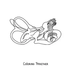 Coloring page of the structure of the inner ear
