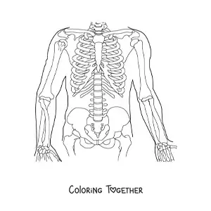 Coloring page of the bones that make up the human torso